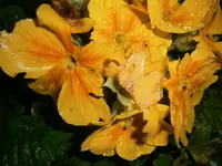 PC110941.webp