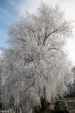 IMG_2531.webp
