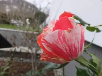 DSCF9106.webp