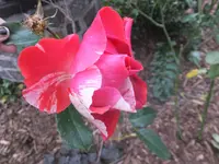 DSCF9105.webp