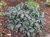DSCF9087.webp