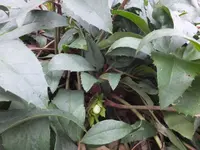 DSCF9085.webp