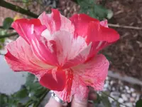 DSCF9128.webp
