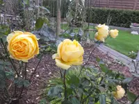 DSCF9137.webp