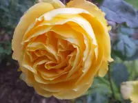 DSCF9143.webp