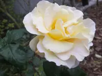 DSCF9153.webp