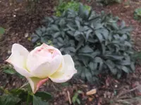DSCF9158.webp