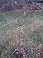 IMG_20151211_131555.webp