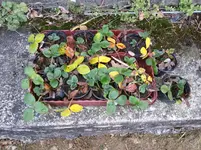 IMG_20151211_132316.webp