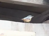 DSCF6638.webp