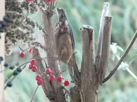 DSCF6455.webp