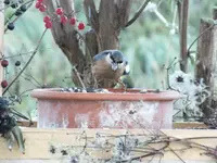 DSCF6452.webp