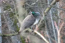 IMG_0421-a.webp