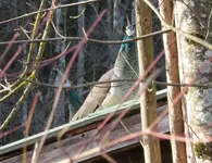 IMG_0378-a.webp