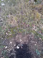 IMG_20151211_131054.webp