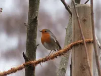 DSCF6543.webp