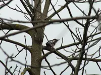 DSCF6556.webp