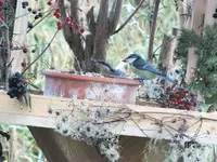 DSCF6431.webp