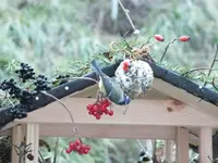 DSCF6656.webp