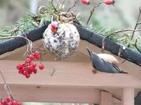 DSCF6677.webp