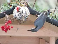 DSCF6680.webp