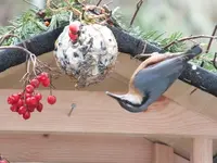 DSCF6681.webp