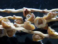 DSCN9847.webp