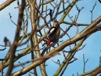 DSCF6725.webp