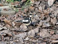 DSCF6729.webp