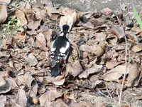 DSCF6731.webp