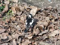 DSCF6732.webp