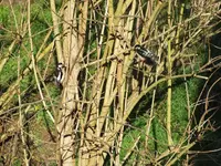 DSCF6750.webp