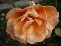 PC130954.webp