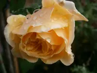 PC130955.webp