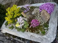 Saxifragatrog_18.04.2015.webp