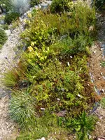 Moorbeet 2011_13.08.2015.jpg