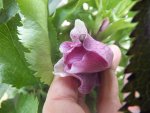 DSCF6606.JPG