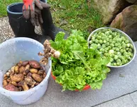 letzte Ernte.webp