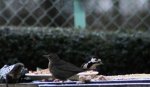 Amsel u specht 13.12..jpg