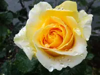 DSCF9224.webp