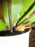 CIMG1734.webp