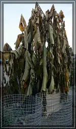 comp_DSC00041.webp