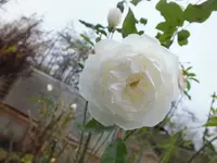 DSCF6602.webp