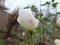 DSCF6603.webp
