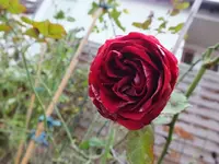 DSCF6604.webp