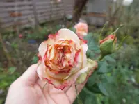 DSCF6600.webp
