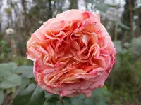 DSCF6574.webp