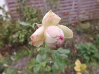 DSCF6596.webp