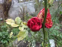 DSCF6593.webp