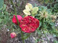 DSCF6595.webp